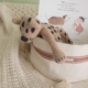 Jaguar Handmade Baby Toy - Mrs Lovegood Atelier